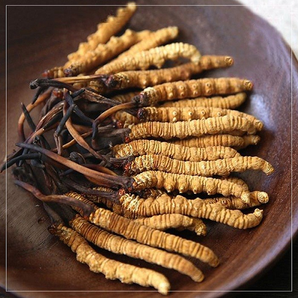 Hóa ra thứ trong hộp chính là dược liệu quý Đông trùng hạ thảo, thường được gọi là "Cordyceps sinensis" . Chúng có giá trị kinh tế cao với vô vàn công dụng cho sức khỏe và sắc đẹp.