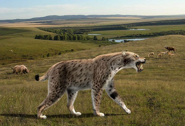 Và kết quả là con Homotherium xấu số đã trở thành bữa ăn của loài tổ tiên chúng ta. Thực tế, người Homo erectus tồn tại đến hơn 1 triệu năm, và là loài có số lượng gia tăng đáng kể đầu tiên, phân bố rộng rãi khắp trái đất.