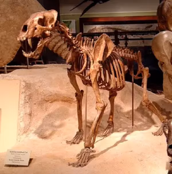 So với tiền thân của chúng, người Homo erectus còn có kích cỡ cơ thể và não lớn hơn, đứng thẳng hơn (tên của loài này cũng có nghĩa là “người đứng thẳng”). Ngoài ra, đây cũng là loài người đầu tiên biết sử dụng vũ khí bằng đá để bắt mồi kiếm ăn.