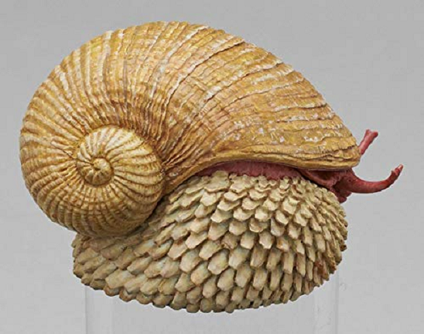 Các nhà khoa học phát hiện ra rằng có 25 yếu tố sao chép mã di truyền đã giúp loài ốc sên chân vảy tạo ra lớp vỏ đặc biệt của nó từ sắt.