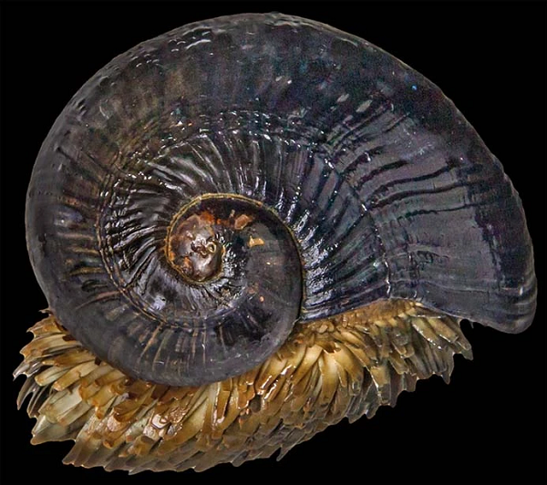 Ốc sên chân vảy là loài động vật duy nhất trên Trái Đất đã tiến hóa để có thể kết hợp sắt với lớp áo giáp exoskeleton bảo vệ bên ngoài cơ thể. Lớp áo giáp này của chúng có thành phần chủ yếu là canxi và sunfua sắt, khiến cho vẻ ngoài của chúng lúc nào cũng có ánh kim loại.