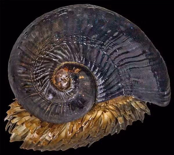 Tiến sĩ Sun Jin, một trong những nhà nghiên cứu, cho biết: “Chúng tôi phát hiện ra rằng một gien, được đặt tên là MTP 9 - protein dung nạp kim loại – đã cho thấy sự gia tăng gấp 27 lần các cá thể có khoáng chất sắt sunfua so với gien không có."