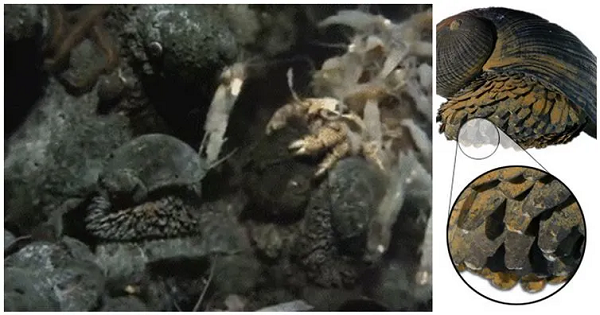 Cho đến nay, ốc sên chân vảy là sinh vật sống duy nhất được biết đến có chứa sắt trong lớp giáp ngoài, khiến nó trở thành một loài động vật lớp Chân bụng (Gastropod) đặc biệt.