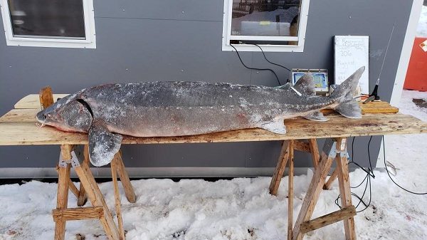 Cứ vào mùa đông, nhiều gia đình từ bang Wisconsin (Mỹ) có truyền thống tụ họp trên hồ Winnebago đóng băng khổng lồ để săn cá tầm - loài được mệnh danh là cá thời tiền sử.