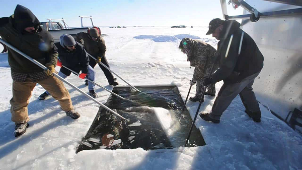 Ðuôi cá dạng chia chẻ đôi. Miệng cá nhỏ hình nêm, không răng. Mũi dài nhọn có 2 đôi râu cứng hoạt động như ra đa giúp cá tìm kiếm con mồi. Thịt cá tầm có vị ngọt, thơm và săn chắc, chứa một lượng lớn vitamin A, selenium, canxi, phốt pho, DHA tự nhiên.