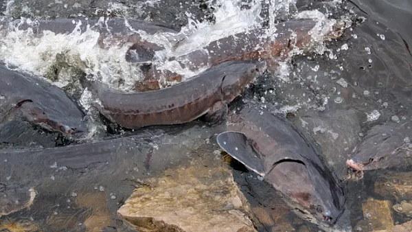 Các nhà chức trách địa phương ở Wisconsin đã áp đặt một giới hạn nghiêm ngặt đối với số lượng cá tầm có thể đánh bắt. Mỗi thành viên của Frozen Chosen chỉ được phép câu một con cá mỗi mùa, trong khi thực chất 90% trong số họ ra về tay trắng.