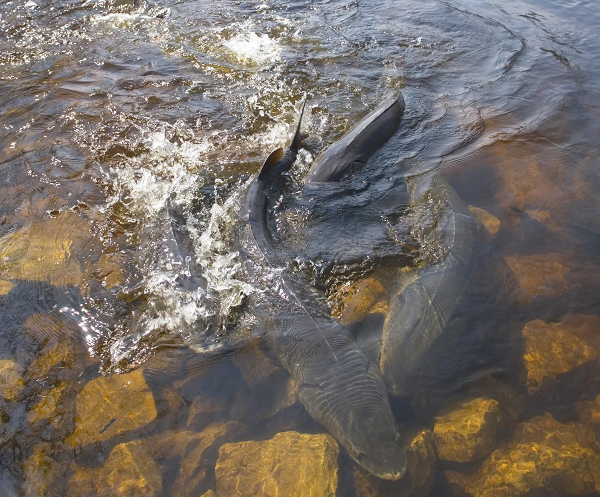 Những người đánh cá cưa lớp băng dày 90cm, tạo ra một khe hở có kích thước bằng một chiếc TV màn hình phẳng. Sau đó, họ ngồi và chờ đợi, ngọn giáo sẵn sàng để đâm cá bơi qua. Đó là một quá trình đòi hỏi sự kiên nhẫn rất cao, bởi những con cá lẩn tránh rất sâu.
