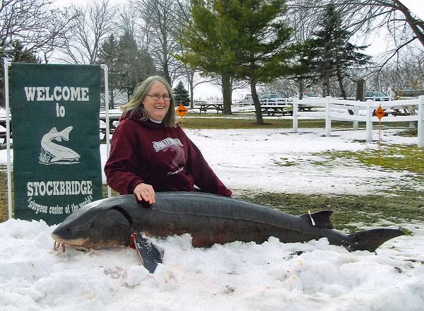 Đến năm 1915, chúng đứng trên bờ vực tuyệt chủng, cho đến khi bang Wisconsin thông qua luật cấm đánh bắt chúng. Luật đó chỉ được nới lỏng khi loài cá trở thành nguồn thực phẩm thiết yếu trong thời kỳ đại suy thoái.