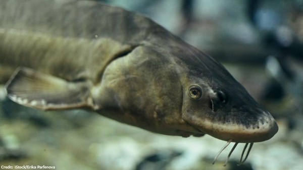 Đây được xem là loại thực phẩm xa xỉ nhất thế giới. Nguyên nhân của điều này là do số lượng cá tầm ngày càng giảm. Đồng thời cá tầm phải mất tới 20 năm mới có thể sinh sản, các công đoạn khai thác trứng cũng rất phức tạp.