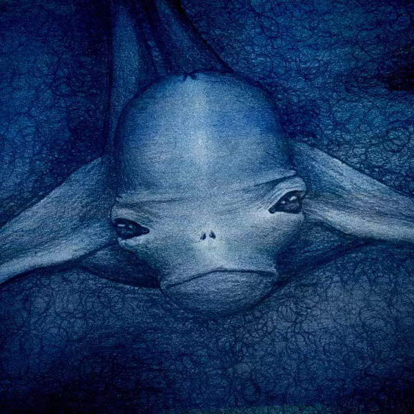 Đồng quan điểm này, tiến sĩ Shinzi Nakamura thuộc trường ĐH Tokyo cũng bày tỏ những mối nghi ngờ về sự liên quan giữa quái vật Ningen được phát hiện với loài cá voi trắng khổng lồ. “Do điều kiện sống, cũng như sự biến đổi của môi trường đã khiến một vài cá thể mang trong mình những đột biến gen và điều này đã làm cho những cá thể đó đặc biệt nổi tiếng khi được phát hiện”.