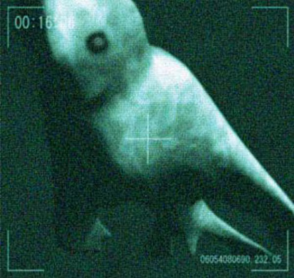 Năm 2007, một nhà khoa học người Nhật đã chia sẻ về một con quái vật do chính mắt ông nhìn thấy. Ông cho biết bản thân đã nhìn thấy một sinh vật bí ẩn dưới đáy đại dương tại Nam Cực. Nó có màu trắng, dài tới 30 m, mang thân hình của một loài cá nhưng có 2 tay giống như người.