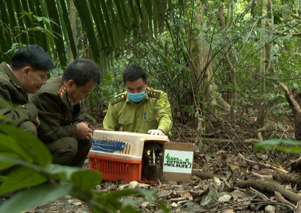 Cầy vòi mốc nặng 6 - 9 kg, dài thân 650 - 75mm, dài đuôi 535 - 660mm. Lông trên thân. Nửa đùi trên, nửa đuôi trong màu vàng xám. Bụng vàng xám. Nửa đùi dưới phần đuôi ngoài đen.