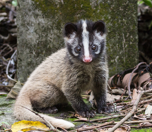 Cầy vòi mốc sống chủ yếu ở rừng, đặc biệt là rừng gỗ có nhiều cây và dây leo có nhiều quả ăn được. Làm tổ trong gốc cây. Sống đơn, hoạt động kiếm ăn đêm (từ chập tối đến nửa đêm).