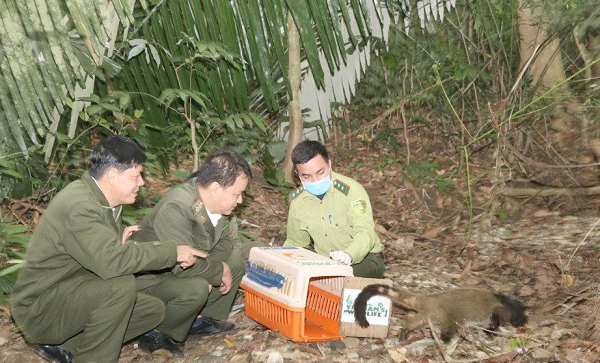 Các cá thể cầy vòi mốc được tái thả sau cứu hộ lần này thuộc 100 cá thể được Vườn quốc gia Cúc Phương tiếp nhận từ Chi cục Kiểm lâm và Công an tỉnh Bắc Giang vào tháng 4.