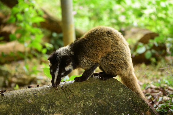 Vườn Quốc gia Cúc Phương phối hợp với Chi cục Kiểm lâm tỉnh Bắc Giang và Trung tâm Bảo tồn Động vật hoang dã tại Việt Nam đã tổ chức tái thả 30 cá thể cầy vòi mốc về với môi trường tự nhiên.