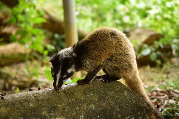 Vườn Quốc gia Cúc Phương phối hợp với Chi cục Kiểm lâm tỉnh Bắc Giang và Trung tâm Bảo tồn Động vật hoang dã tại Việt Nam đã tổ chức tái thả 30 cá thể cầy vòi mốc về với môi trường tự nhiên.