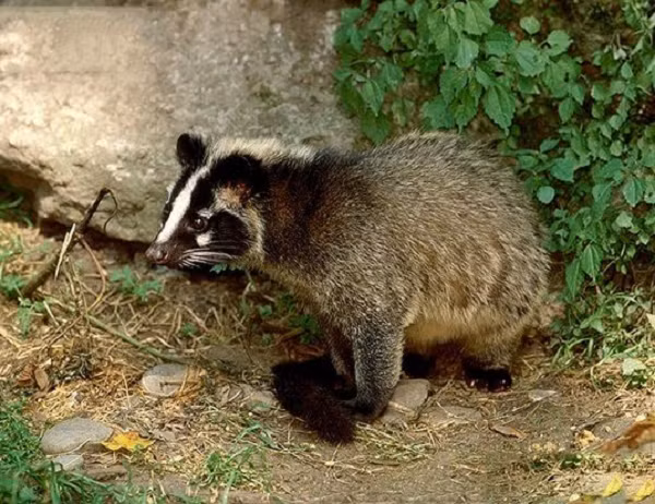 Cầy vòi mốc ăn chủ yếu là quả cây rừng trong họ Dâu tằm, Bồ hòn, Trám, Thầu dầu, Sến. Vào các tháng hiếm quả cây rừng, Vòi mốc còn ăn cả côn trùng, cánh cứng, nhái, chuột.