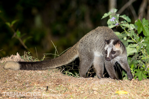 Cầy vòi mốc leo trèo giỏi, có thể nhảy từ cành này sang cành khác ở cự ly 2m hoặc nhảy từ trên cao 6 - 7m xuống đất chính xác. Tính bạo dạn, ít phát ra tiếng động khi kiếm ăn.