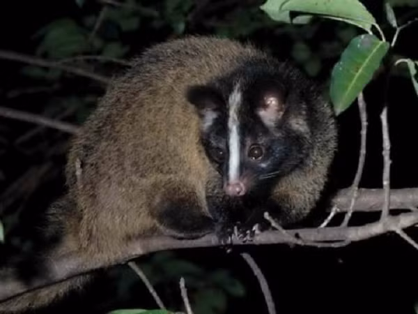 Cầy vòi mốc động dục vào tháng 3 đến tháng 4, mang thai 1,5 đến 2 tháng, đẻ vào tháng 5 - 6. Mỗi năm đẻ một lứa, mỗi lứa đẻ 2 - 4 con. Cầy mẹ làm tổ đẻ cẩn thận trong các hốc cây. Con đẻ ra yếu, chưa mở mắt.