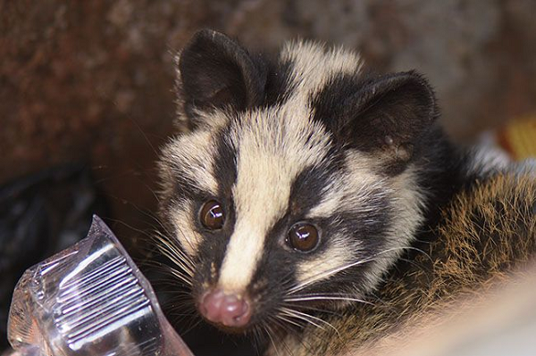 Số lượng loài này hiện nay không còn nhiều. Điều kiện rừng nước ta đang bị suy thoái dẫn đến mất nơi sống của chúng. Cần bảo vệ và không cho phép săn bắn loài này.