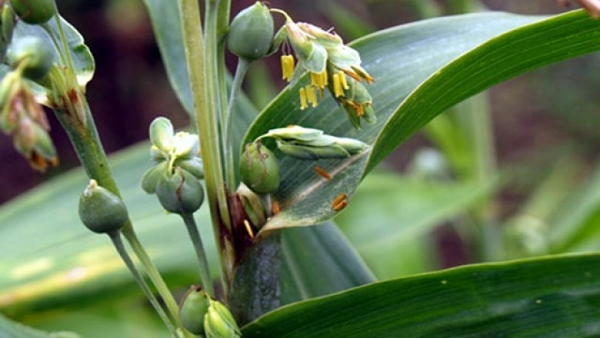 Ý dĩ tác dụng lên tế bào khối u: giúp ức chế sự phát triển của tế bào khối u nhờ hoạt chất Coixenolid và a – monolinolein. Benzoxazolon có trong lá và rễ có tác dụng chống viêm, ức chế sự giải phóng histamin. Ngoài ra còn rất nhiều công dụng khác.