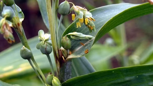 Ý dĩ tác dụng lên tế bào khối u: giúp ức chế sự phát triển của tế bào khối u nhờ hoạt chất Coixenolid và a – monolinolein. Benzoxazolon có trong lá và rễ có tác dụng chống viêm, ức chế sự giải phóng histamin. Ngoài ra còn rất nhiều công dụng khác.