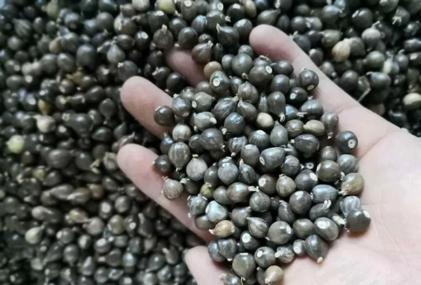 Nghe xong, cô gái liền nhanh chóng tháo sợi dây đang đeo trên cổ xuống. Dù không tin những lời nói của bà nội nhưng cô không dám đeo chúng lên người nữa và nhờ một người bạn học chuyên ngành về thực vật học giải đáp thực hư.