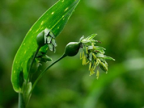Vị chuyên gia này cũng cho biết thêm thông tin loại hạt này có thể hút máu người và gây tình trạng đái dầm ở trẻ là không đúng. Sở dĩ người xưa nói như vậy vốn là để hù dọa trẻ em, vì sợ rằng chúng sẽ lãng phí những hạt cây ý dĩ này. Mời các bạn xem video: Khung cảnh thiên nhiên tuyệt đẹp tại các quốc gia ít dân nhất thế giới. Nguồn: VTC. 