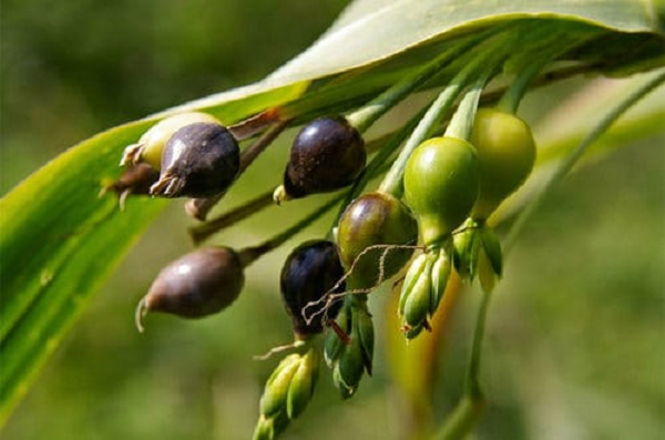 Hạt ý dĩ có hình như quả trứng dài tầm 5mm – 8mm, đường kính 2mm – 5mm. Mặt ngoài của hạt ý dĩ có màu trắng hoặc trắng ngà, mặt trong có rãnh hình máng sâu, ở mỗi đầu rãnh có một chấm hình nâu đen. Hạt ý dĩ rất cứng, không mùi, có vị ngọt và thơm nhẹ.