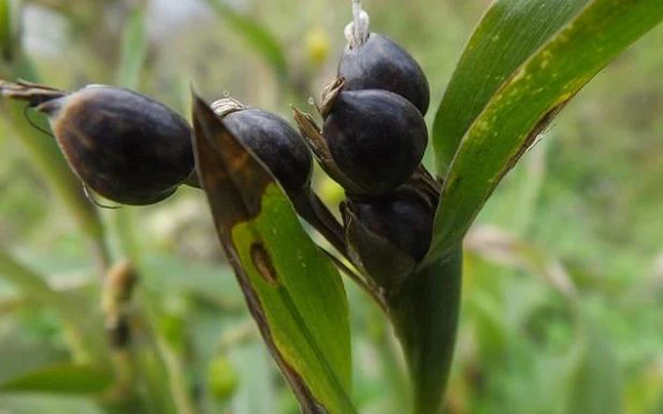 Sau khi người bạn xem đã kết luận loại hạt mà cô nhặt có tên là ý dĩ, hay còn gọi là cườm thảo, bo bo (tên khoa học là Coix lacryma-jobi). Chúng là loại cây có nguồn gốc từ Đông Á và Malaysia nhưng sau đó được gieo trồng ở nhiều nơi, đặc biệt là ở trong ruộng, vườn hoặc những nơi mát như bờ suối, bờ mương.