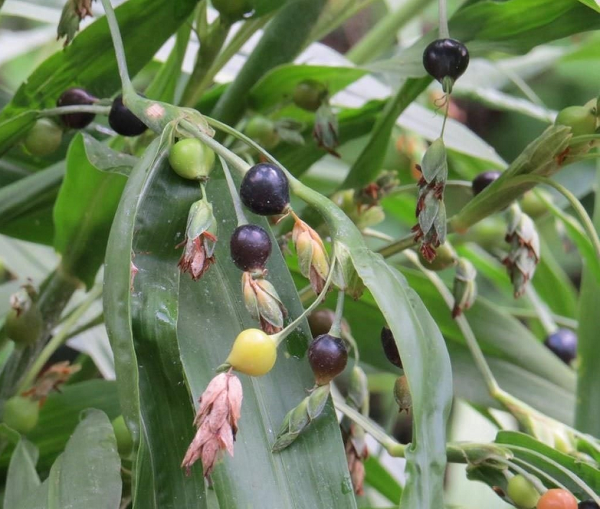 Ý dĩ được thu hoạch vào khoảng tháng 8 – 10. Thu hoạch bằng cách cắt cả cây ý dĩ đem đi phơi khô, sau đó đập cho rụng hạt và bỏ vỏ ngoài, chỉ lấy hạt bên trong.