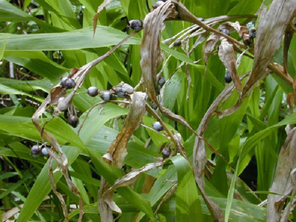 Trong hạt ý dĩ có 65% chất hydratcarbon, 5,4% chất béo, 13,7% chấ protid. Ngoài ra còn có các axit amin như leuxin, lysin, acginin, tyroxin, histidin, coixin, axit glutamic.