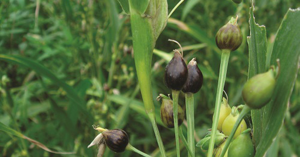 Cây ý dĩ không chỉ là một loại thực phẩm mà hạt của nó còn được dùng để làm thuốc. Đây là một vị thuốc quý được ứng dụng nhiều trong các bài thuốc đông y để chữa các bệnh như ung thư, ho, sỏi,…