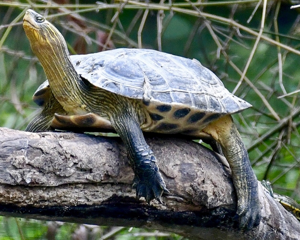 Phần trên mõm đầu có màu nâu đậm, hai mép bên lại có những dải màu đen, trắng xen lẫn với dải màu nâu nhạt. Thông thường, rùa cổ sọc trưởng thành thường đạt kích thước từ 22 – 35cm, cũng có những cá thể có thể lên tới 30 – 35cm.