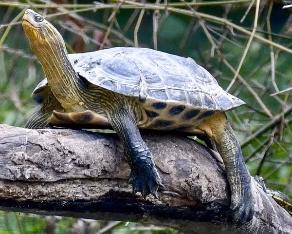 Phần trên mõm đầu có màu nâu đậm, hai mép bên lại có những dải màu đen, trắng xen lẫn với dải màu nâu nhạt. Thông thường, rùa cổ sọc trưởng thành thường đạt kích thước từ 22 – 35cm, cũng có những cá thể có thể lên tới 30 – 35cm.