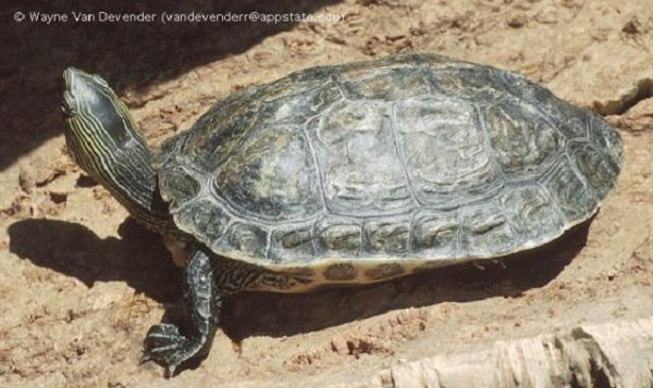 Vườn Quốc gia Vũ Quang sẽ tiếp nhận và tiến hành tập trung chăm sóc, đảm bảo các điều kiện cần thiết để các cá thể rùa đủ sức khỏe, sau đó sẽ thả về môi trường tự nhiên.