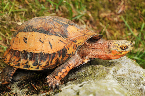 Rùa hộp trán vàng có tên khoa học là Cuora galbinifrons. Chúng sở hữu chiếc yếm đặc biệt gồm hai mảnh có thể cử động được, trong đó nửa yếm phía trước có thể khép kín lại được khi đầu thụt vào trong mai.