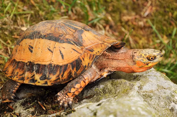 Rùa hộp trán vàng có tên khoa học là Cuora galbinifrons. Chúng sở hữu chiếc yếm đặc biệt gồm hai mảnh có thể cử động được, trong đó nửa yếm phía trước có thể khép kín lại được khi đầu thụt vào trong mai.
