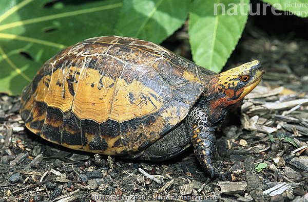  Rùa hộp trán vàng là một loài rùa đẹp bị săn bắt triệt để ở Việt Nam. Hiện loài rùa có khả năng "đóng hộp" chính mình này đã được đưa vào danh sách những 50 loài nguy cấp nhất thế giới.