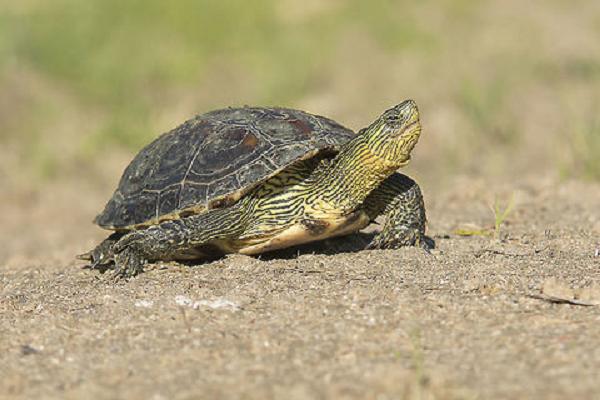 Bên cạnh đó, tuổi thọ của chúng thường khá cao, khi được chăm sóc với điều kiện tốt, rùa cổ sọc có thể sống tới hàng chục năm. Loài rùa này được đánh giá là khá hiền lành vì vậy chúng được nhiều người chọn nuôi làm cảnh.