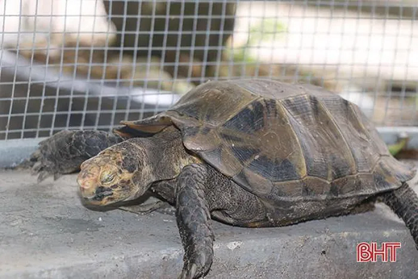 Trong đó, có 3 cá thể rùa cổ sọc (tên khoa học là Mauremys sinensis), là loài động vật quý hiếm thuộc nhóm IIB, được quy định trong danh mục thực vật rừng, động vật rừng nguy cấp, quý hiếm; 41 cá thể rùa hộp trán vàng (tên khoa học là Cuora galbinifrons), là loài động vật quý hiếm thuộc nhóm IB, nằm trong Sách đỏ Việt Nam và thế giới.
