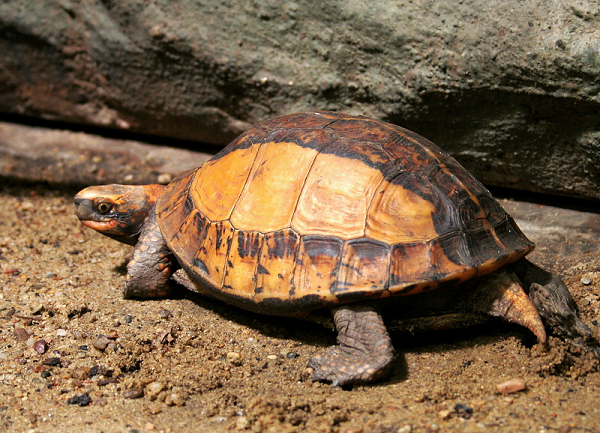 Thức ăn yêu thích của rùa hộp trán vàng là giun đất, cá, thịt, chuối chín và các loại rau và có tập tính bới đất để vùi trứng trước khi đẻ. Chúng đẻ trứng vào tháng 6.