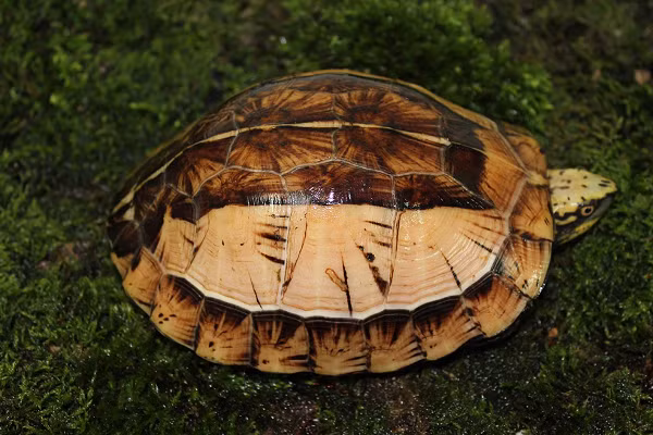 Chính nhờ chiếc yếm đặc biệt này mà rùa hộp trán vàng có khả năng "đóng hộp" chính mình. Số lượng rùa hộp trán vàng ở Việt Nam còn lại rất ít do chúng đẹp nên bị săn lùng ráo riết.