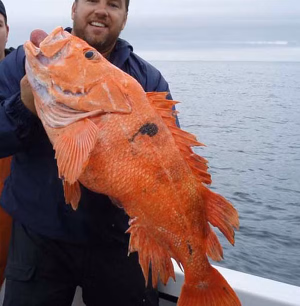 Nhà sinh vật học Peter Sudmant ở UC Berkeley và các cộng sự đã kiểm tra hệ gene của 88 loài cá quân và xác định 137 gene giúp tăng cường tuổi thọ. Kích thước và môi trường sống là những yếu tố ảnh hưởng đến tuổi thọ của cá.