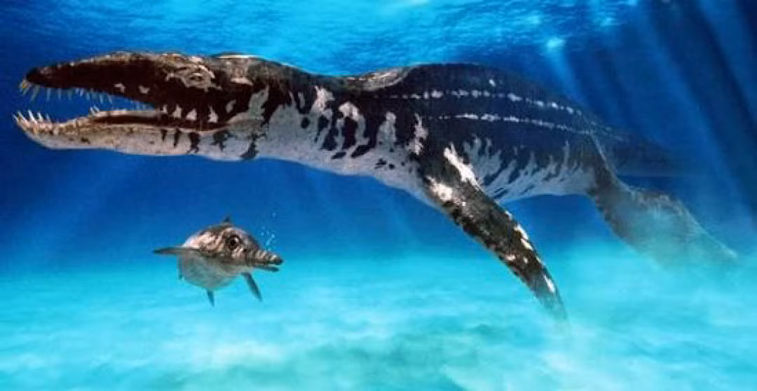 Sinh trưởng trong giai đoạn khủng long phát triển rực rỡ nhất ở kỷ Jura (cách đây khoảng 155 triệu năm), Liopleurodon được coi là vua biển cả. Sở hữu kích thước cơ thể khổng lồ cùng khả năng săn mồi cừ khôi, Liopleurodon thường được so sánh với siêu cá mập khổng lồ Megalodon.