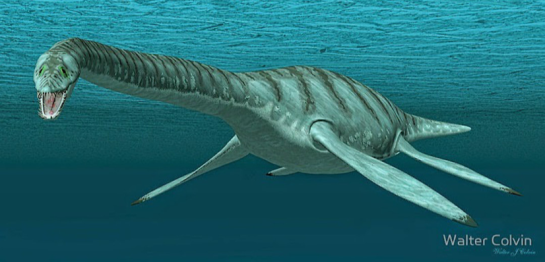 Mauisaurus có lẽ là loài bò sát đại dương lớn nhất ở vùng biển New Zealand, với chiều dài cơ thể lên tới hơn 8 mét.