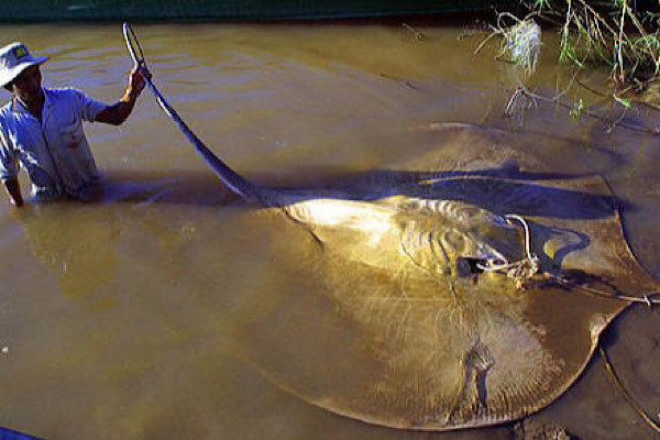 Loài cá đuối gai độc thời tiền sử sống trong các vùng nước ngọt và nước lợ từ sông Mekong đến miền Bắc Australia. Chúng được cho là xuất hiện vào thời điểm vài triệu năm sau khi loài khủng long tuyệt chủng.