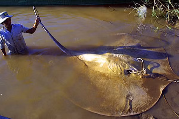 Loài cá đuối gai độc thời tiền sử sống trong các vùng nước ngọt và nước lợ từ sông Mekong đến miền Bắc Australia. Chúng được cho là xuất hiện vào thời điểm vài triệu năm sau khi loài khủng long tuyệt chủng.