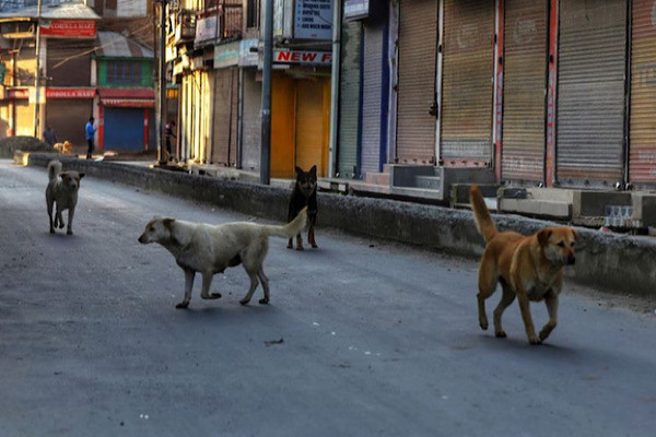 Các nhà nghiên cứu tìm thấy virus trong đường hô hấp của 3% trong số 301 bệnh nhân được xét nghiệm vào hai năm 2017 và 2018. Trình tự gien của virus đến từ Malaysia này cho thấy nó có khả năng bắt nguồn từ loài chó, theo nhà virus học Anastasia Vlasova.