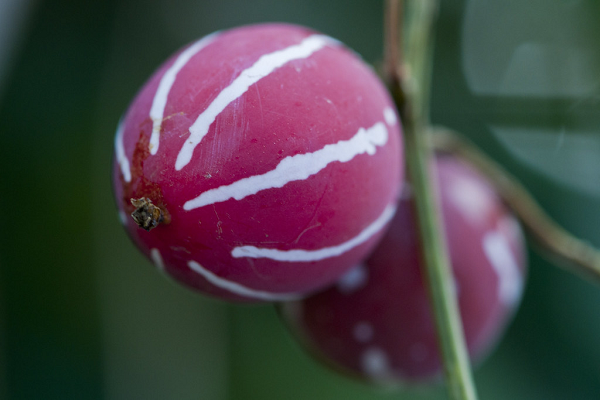 Nếu vô tình ăn phải sẽ gặp biểu hiện nôn mửa, đau bụng, tiêu chảy dữ dội. Trẻ ăn quá 10 quả có thể dẫn tới tử vong. Ngoài ra, vật nuôi ăn nhầm cũng có phản ứng tương tự.